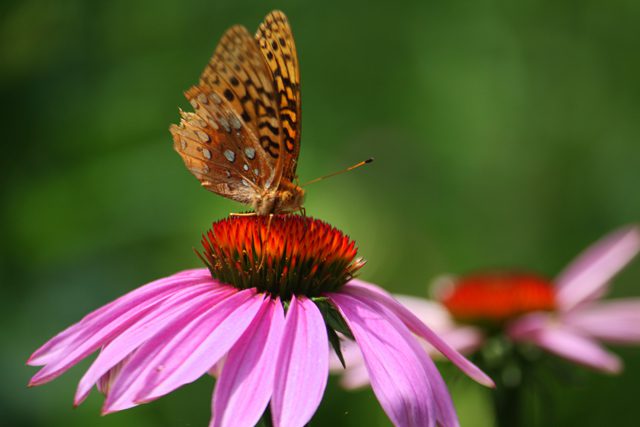 Butterflies_2