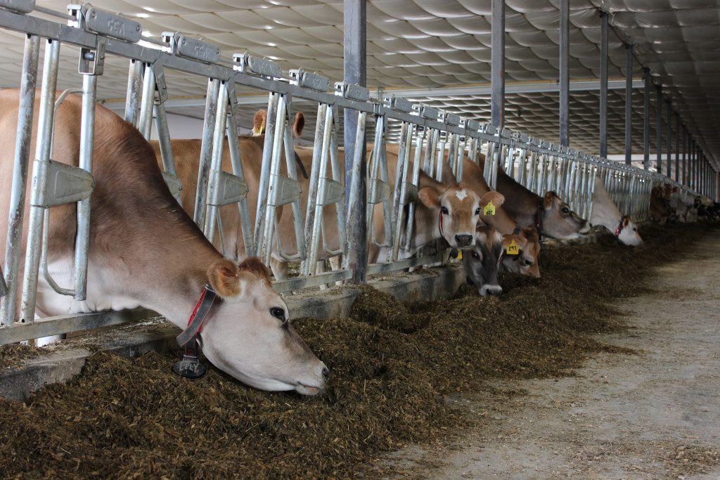 DairyCenter