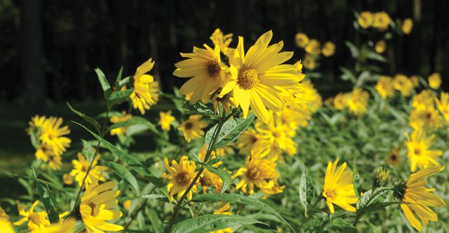 Flowers