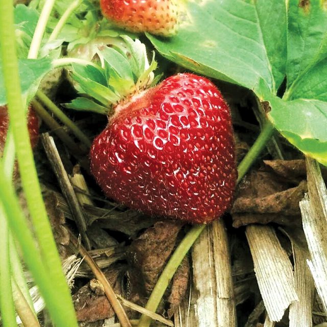 Strawberry1