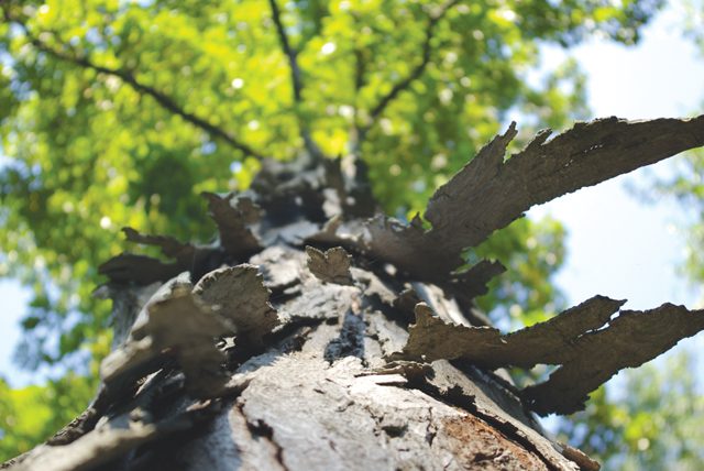 bark