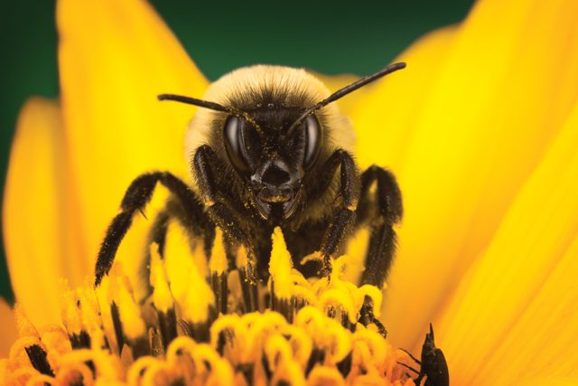 Bee_EvanSowder