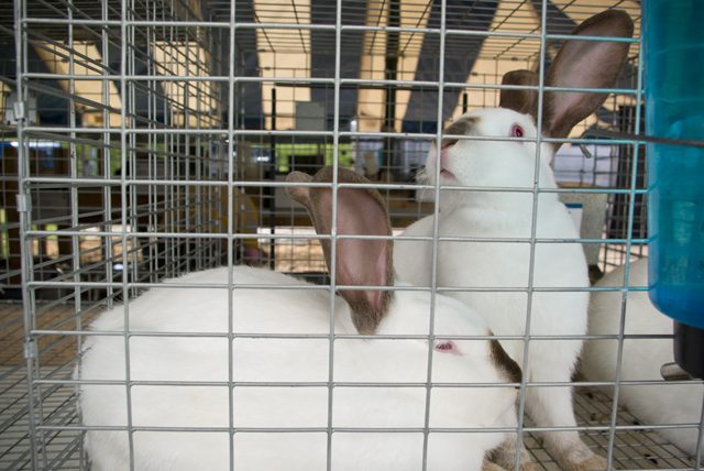 Bunnies