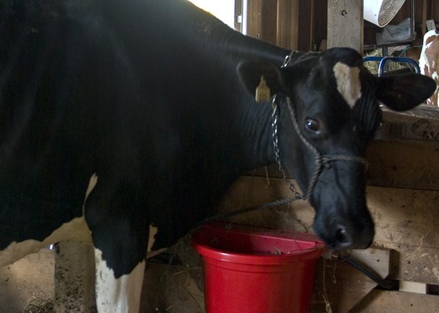 Cow