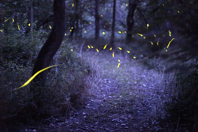 Fireflies