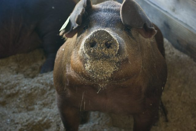 Pig