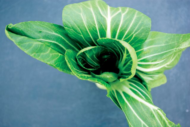 BokChoy