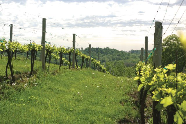 ParkFarmVines