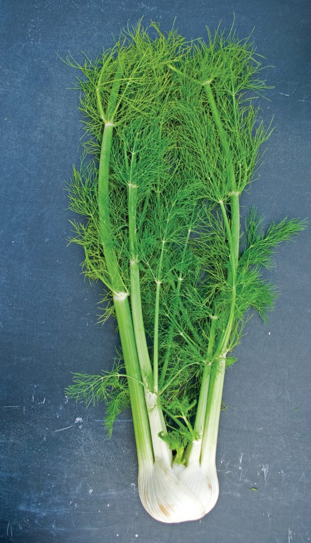 fennel