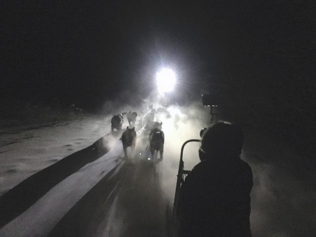 filming dogs at night