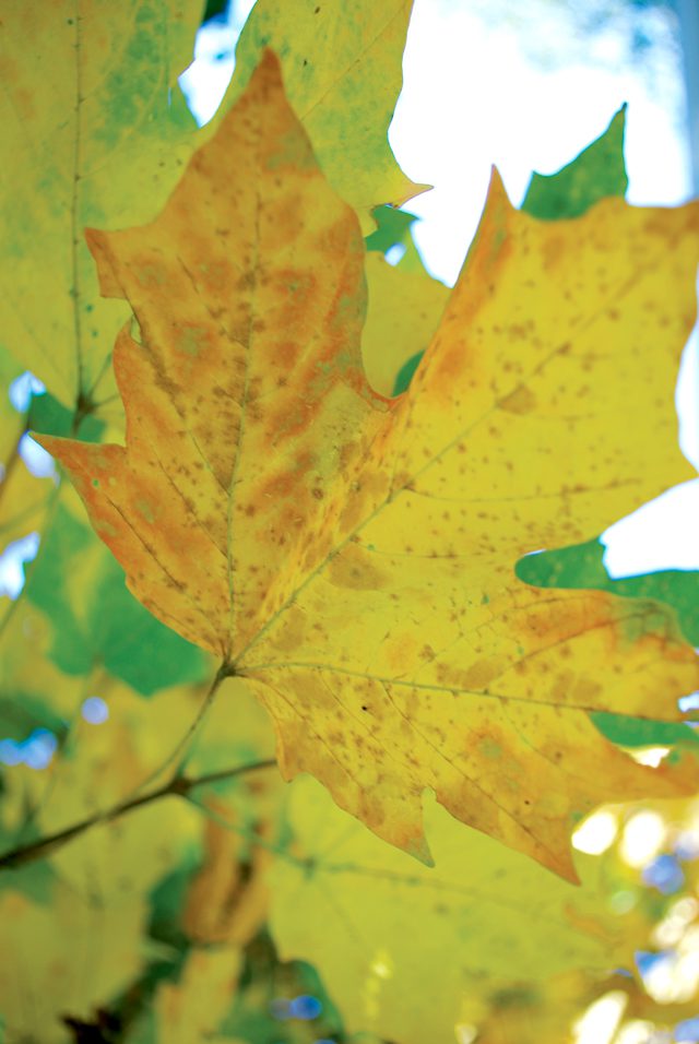 fallleaves2