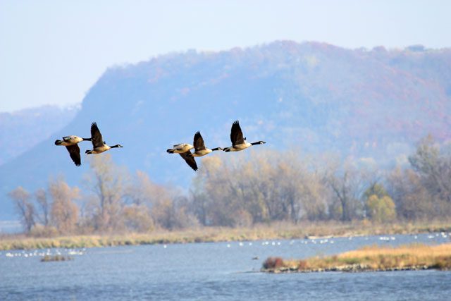 Geese