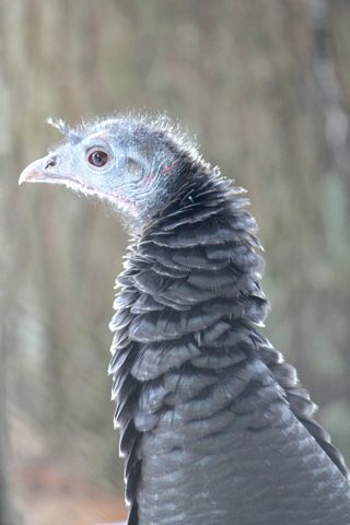 ONC_wild_turkey