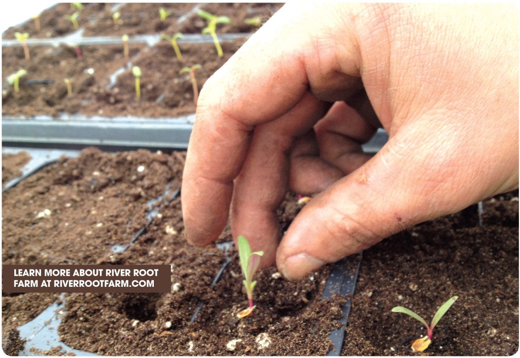 Seed Starting