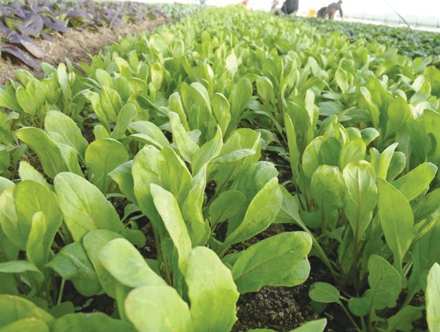 SeedlingsGreens