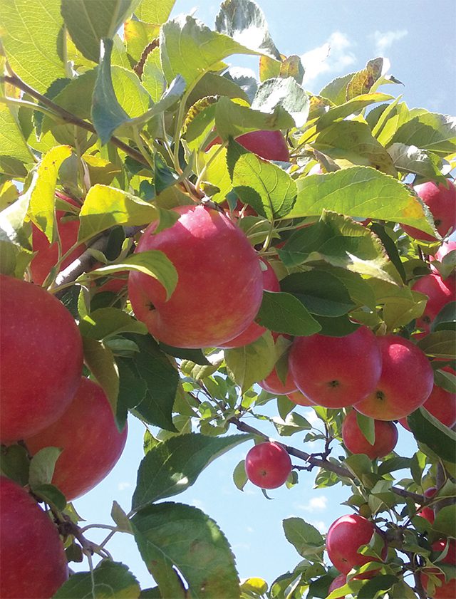 apples at Peake Orchards