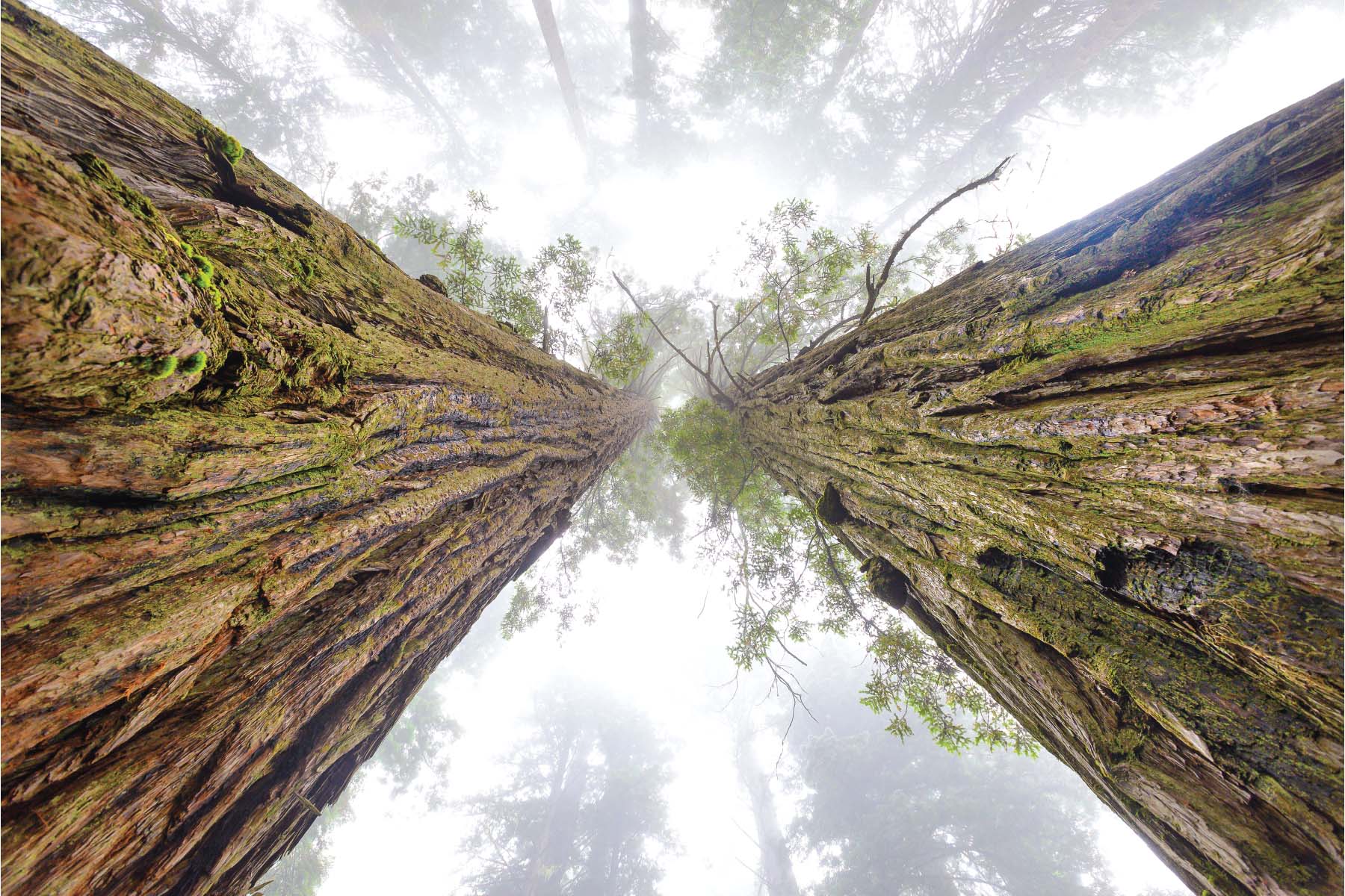 A photo taken by Nick Chill of Giant redwood trees taken from below